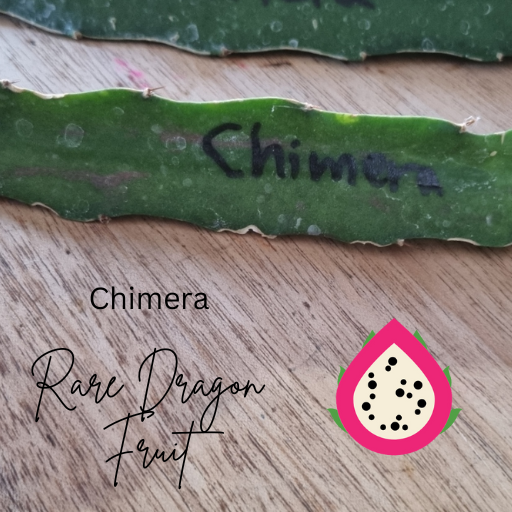 Chimera Dragon Fruit Red variegation