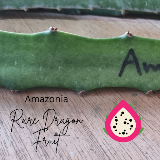Amazonia Dragon fruit