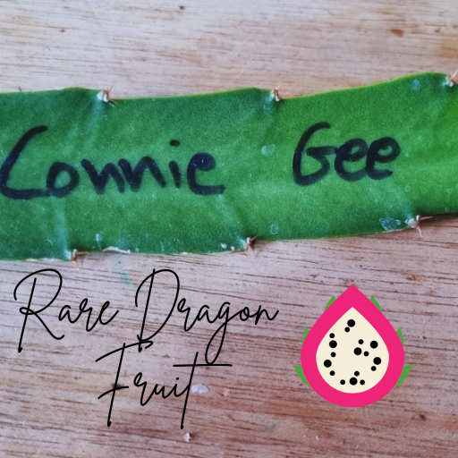 Connie Gee Dragon Fruit