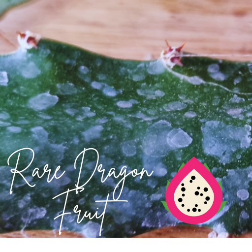 2024 Country Roads Dragon fruit