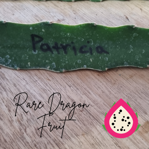 2024 Patricia ( Asunta 5)