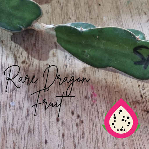 Sour Patch Kid Dragon Fruit