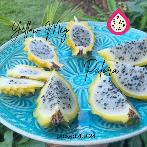 Palora Dragon Fruit - Rare Dragon Fruit