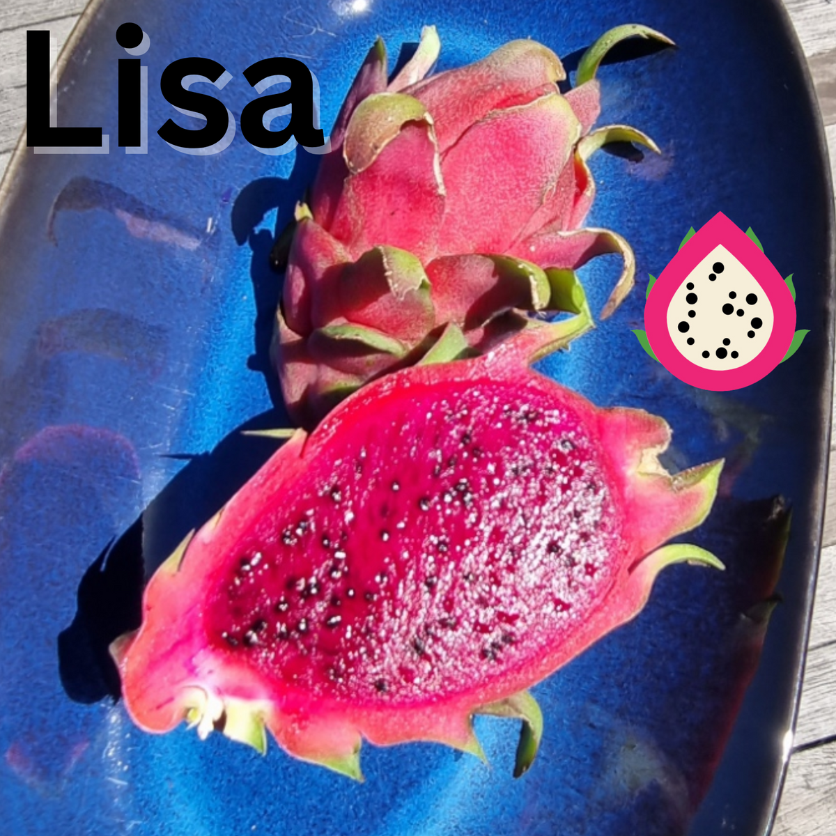 Lisa Dragon Fruit Plant - Rare Dragon Fruit