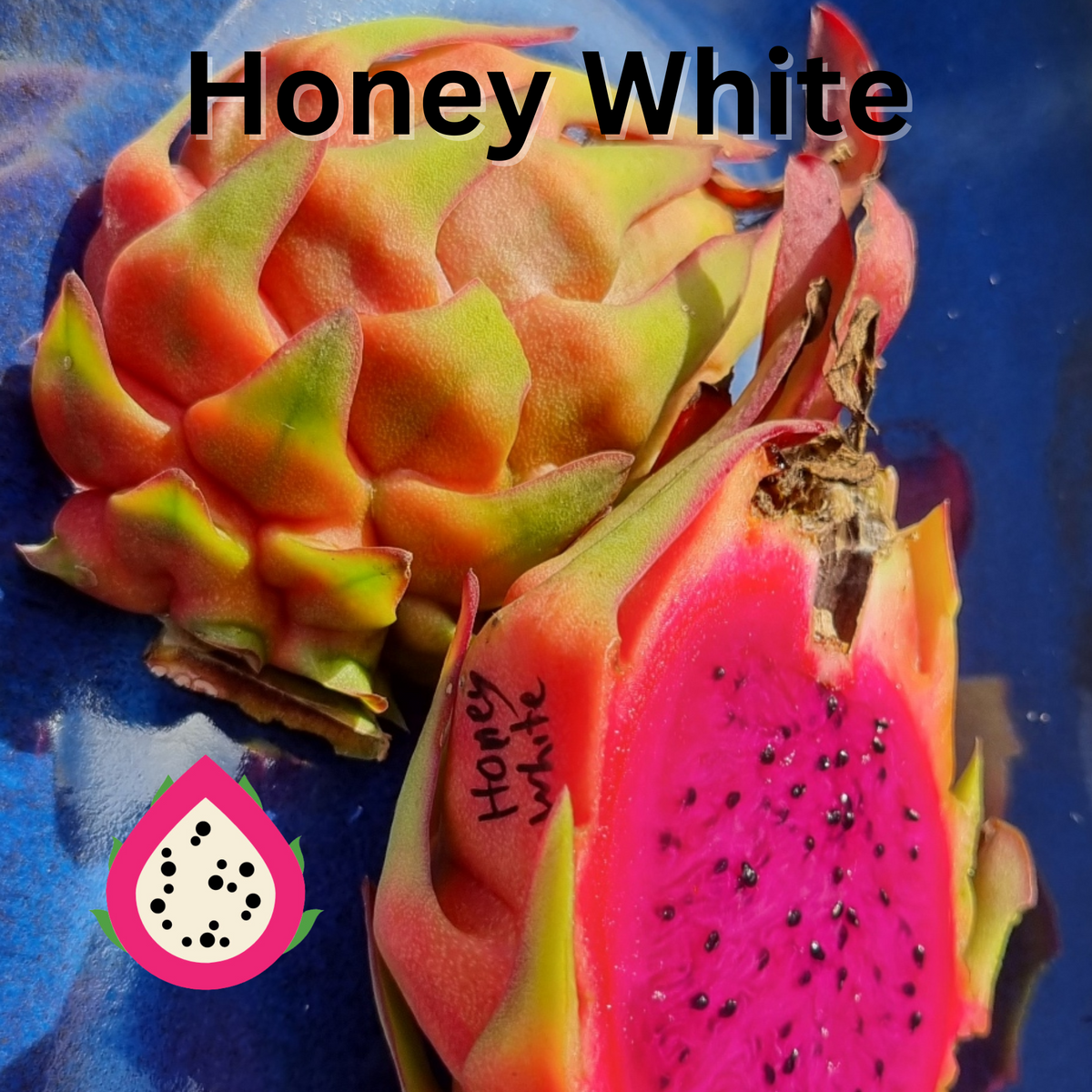 Honey white- H. Undatus X H. guatemalensis Australian Dragon Fruit