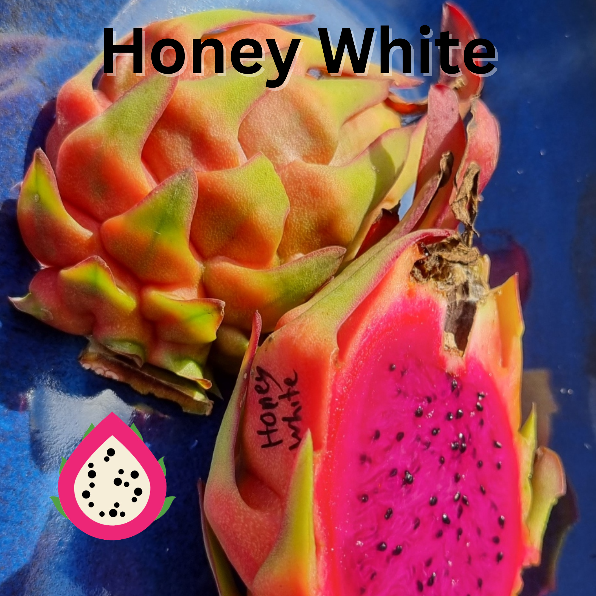 Honey white- H. Undatus X H. guatemalensis Australian Dragon Fruit - Rare Dragon Fruit