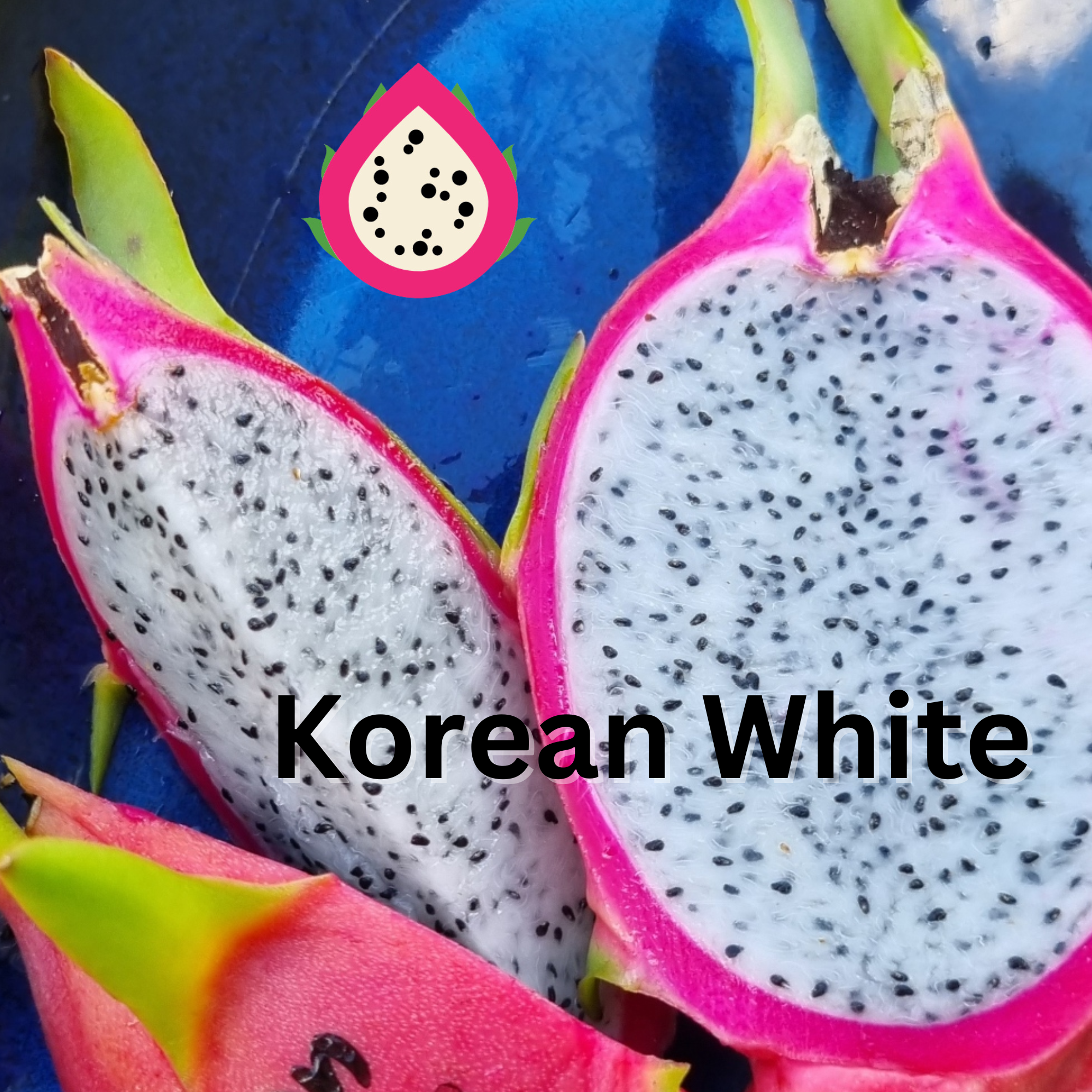 Korean White Dragon Fruit - Rare Dragon Fruit