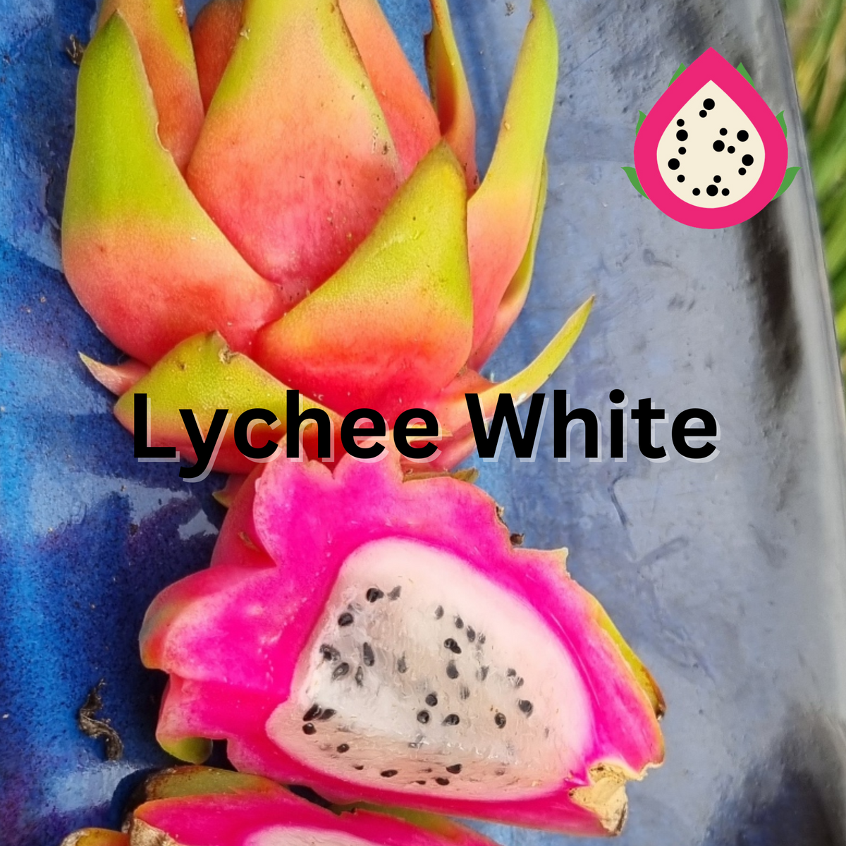 Lychee White Dragon fruit