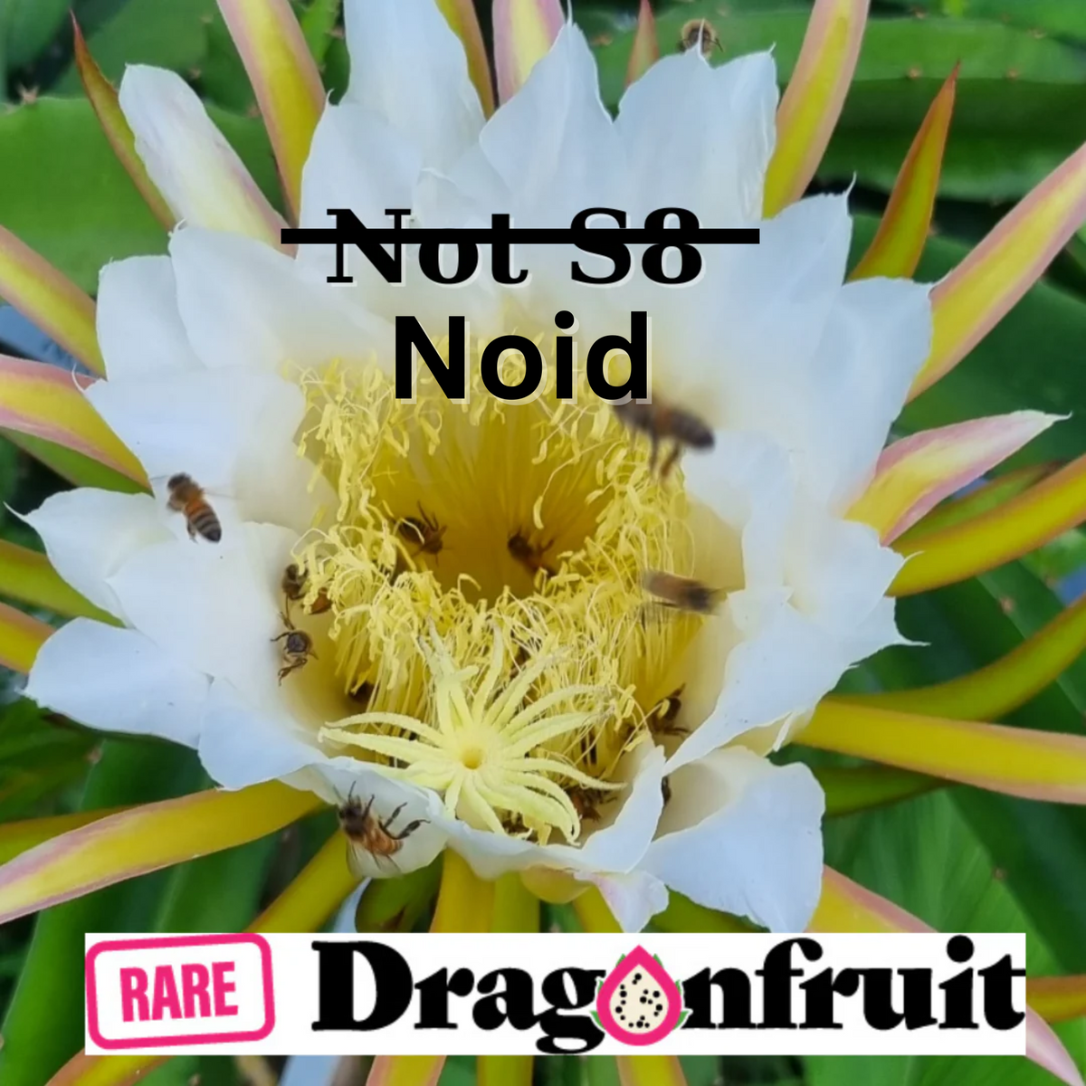 NOID Not S8- Hylocereus Hybrid USA Dragon fruit - Rare Dragon Fruit