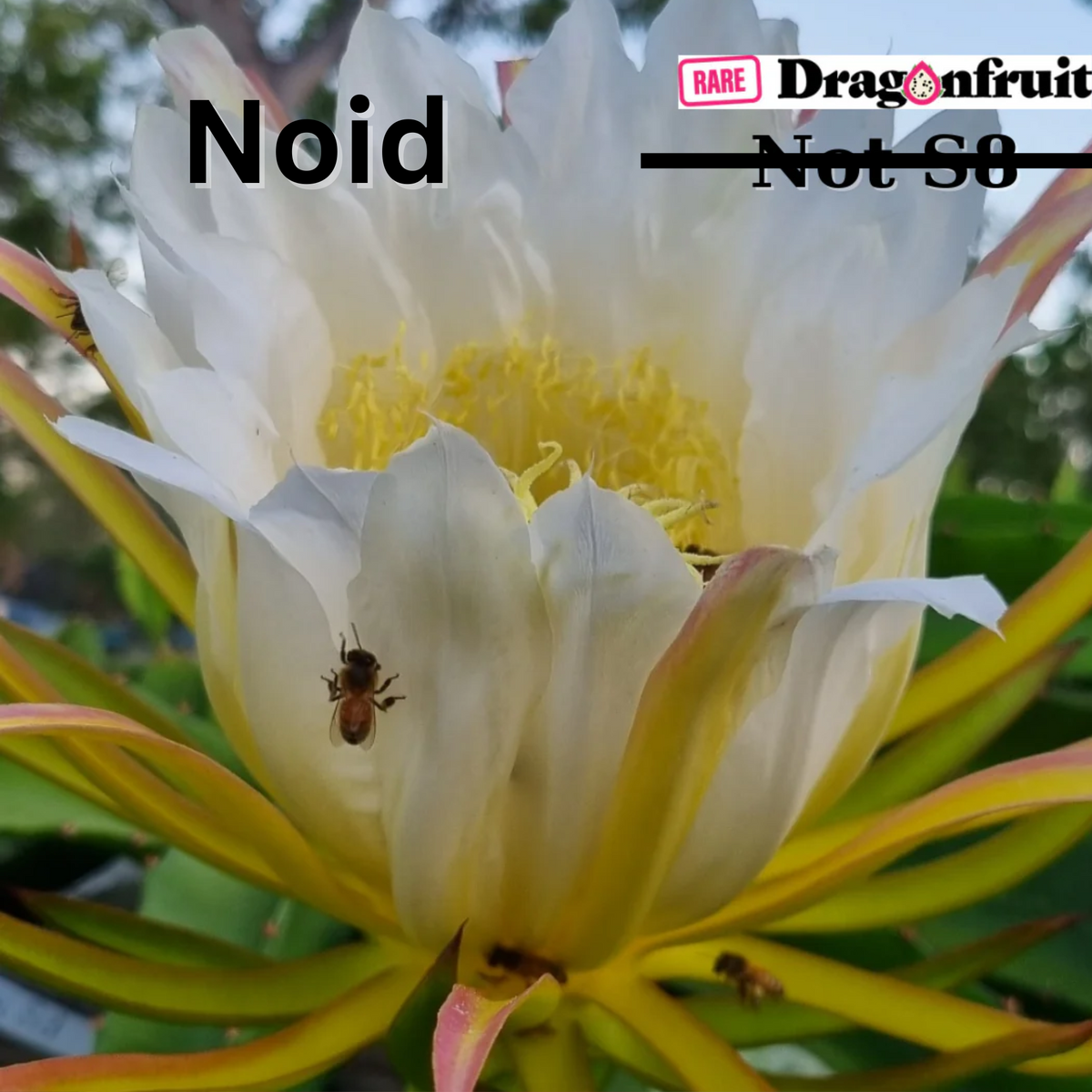 NOID Not S8- Hylocereus Hybrid USA Dragon fruit - Rare Dragon Fruit