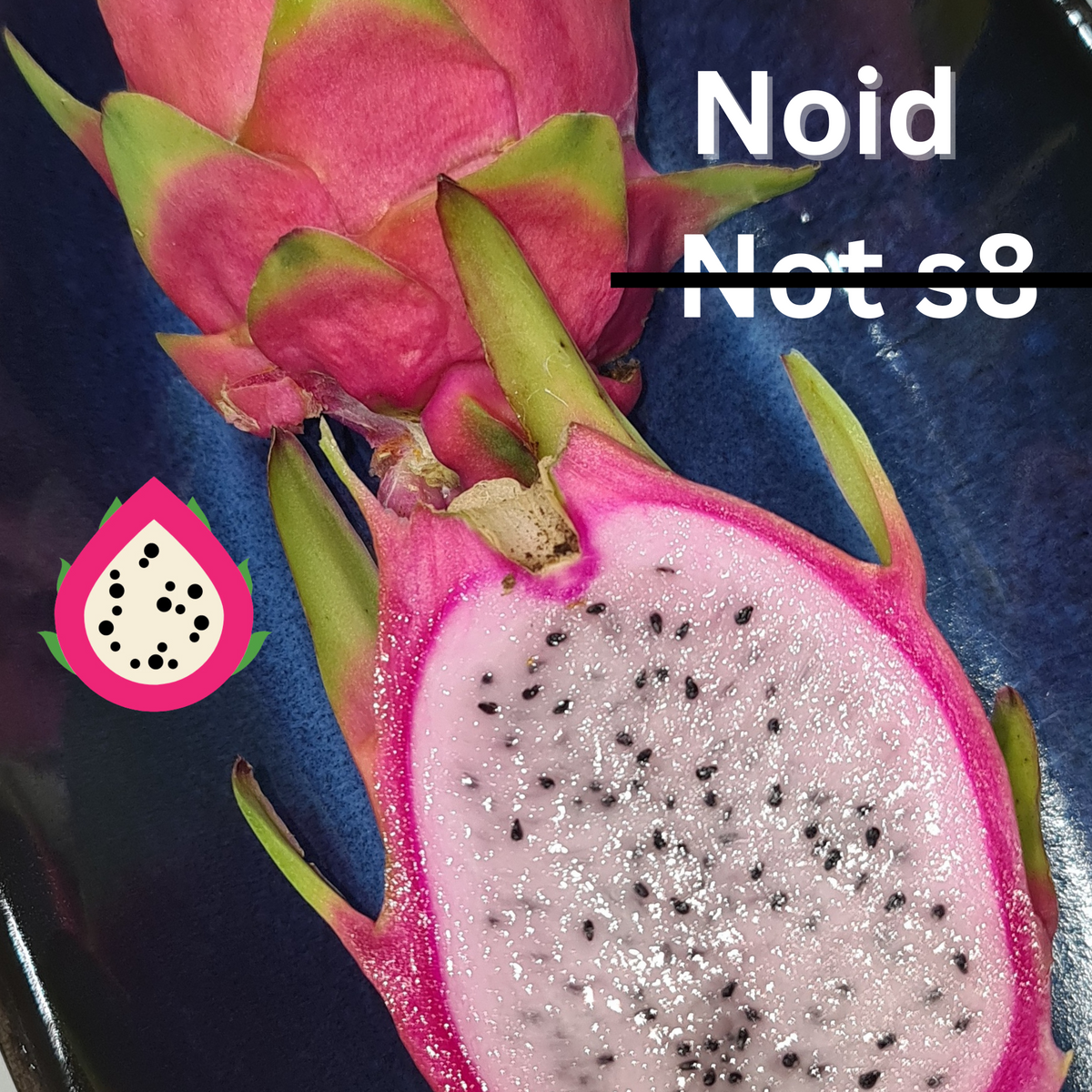 NOID Not S8- Hylocereus Hybrid USA Dragon fruit - Rare Dragon Fruit