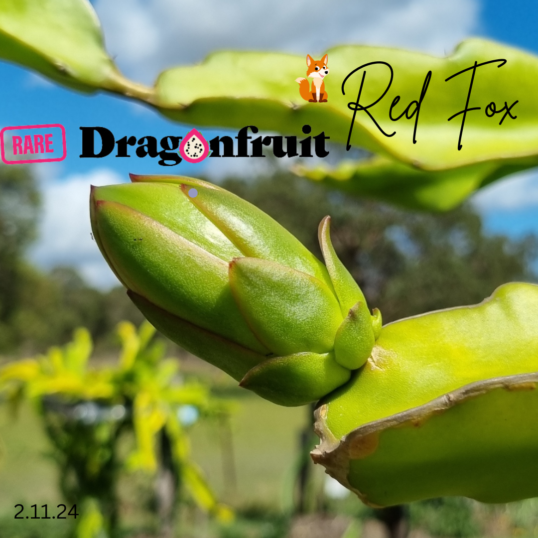 Red Fox / Exit  Dragon Fruit Plant