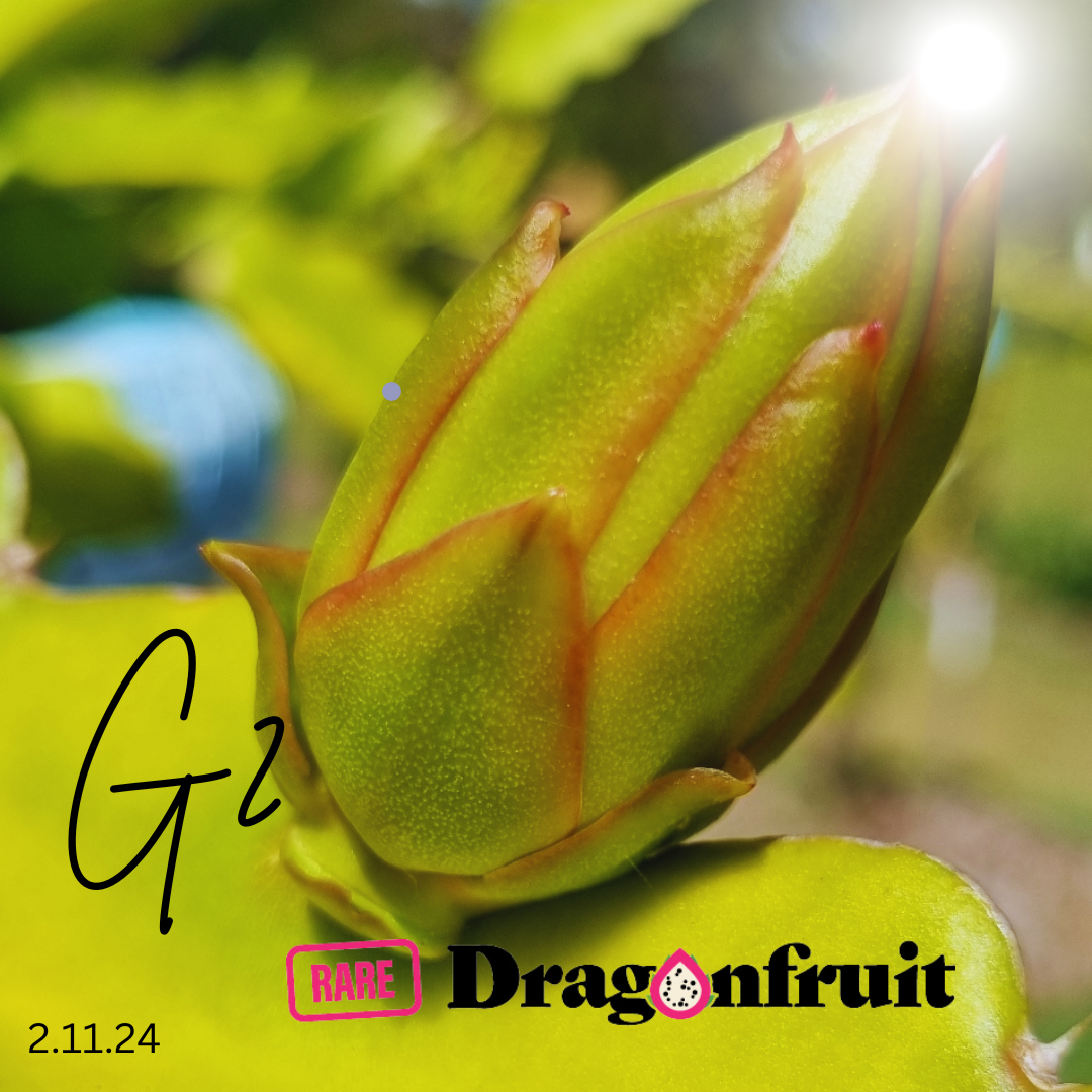 Paul Thomson G2- Hylocereus guatemalensis Californian Dragon fruit
