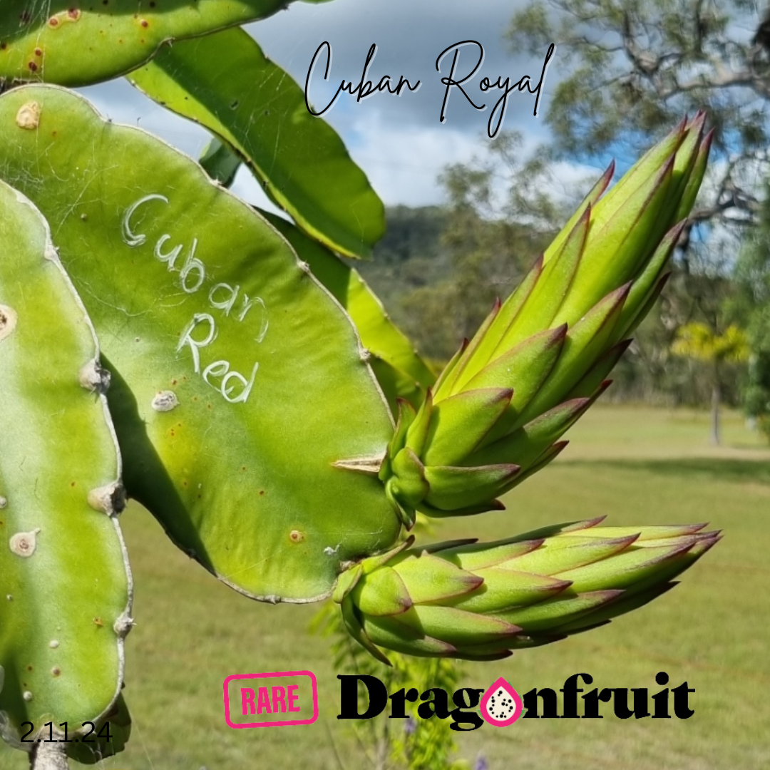 Cuban Royal Red Dragon Fruit