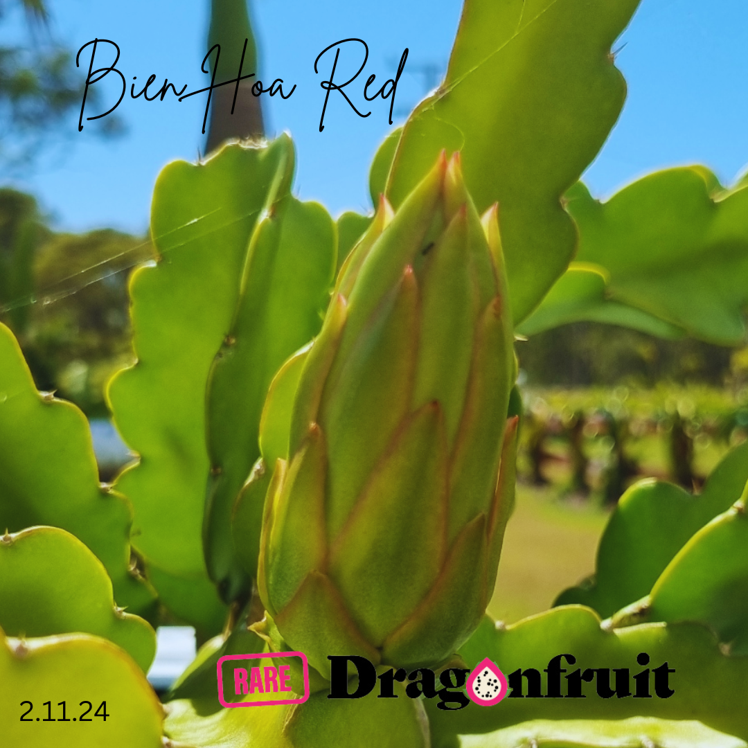 Bien Hoa Red – Hylocereus guatemalensis  dragon fruit