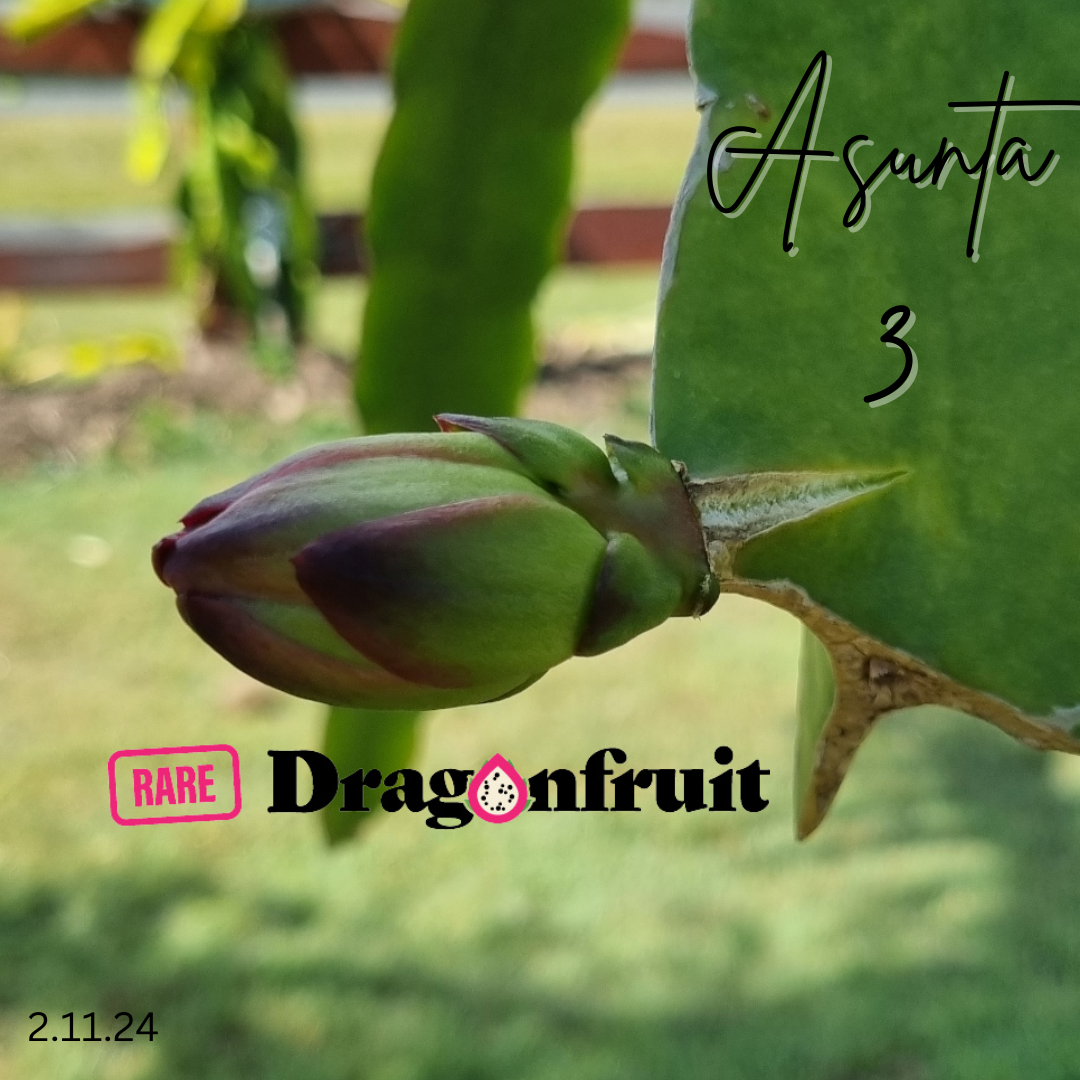 Asunta 3 Dragon Fruit