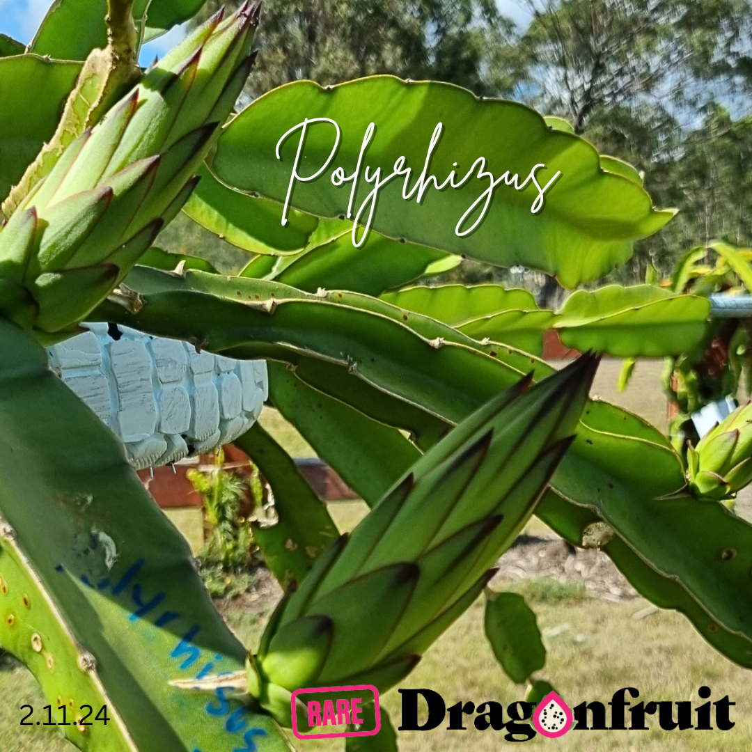Polyrhizus Dragon Fruit Plant