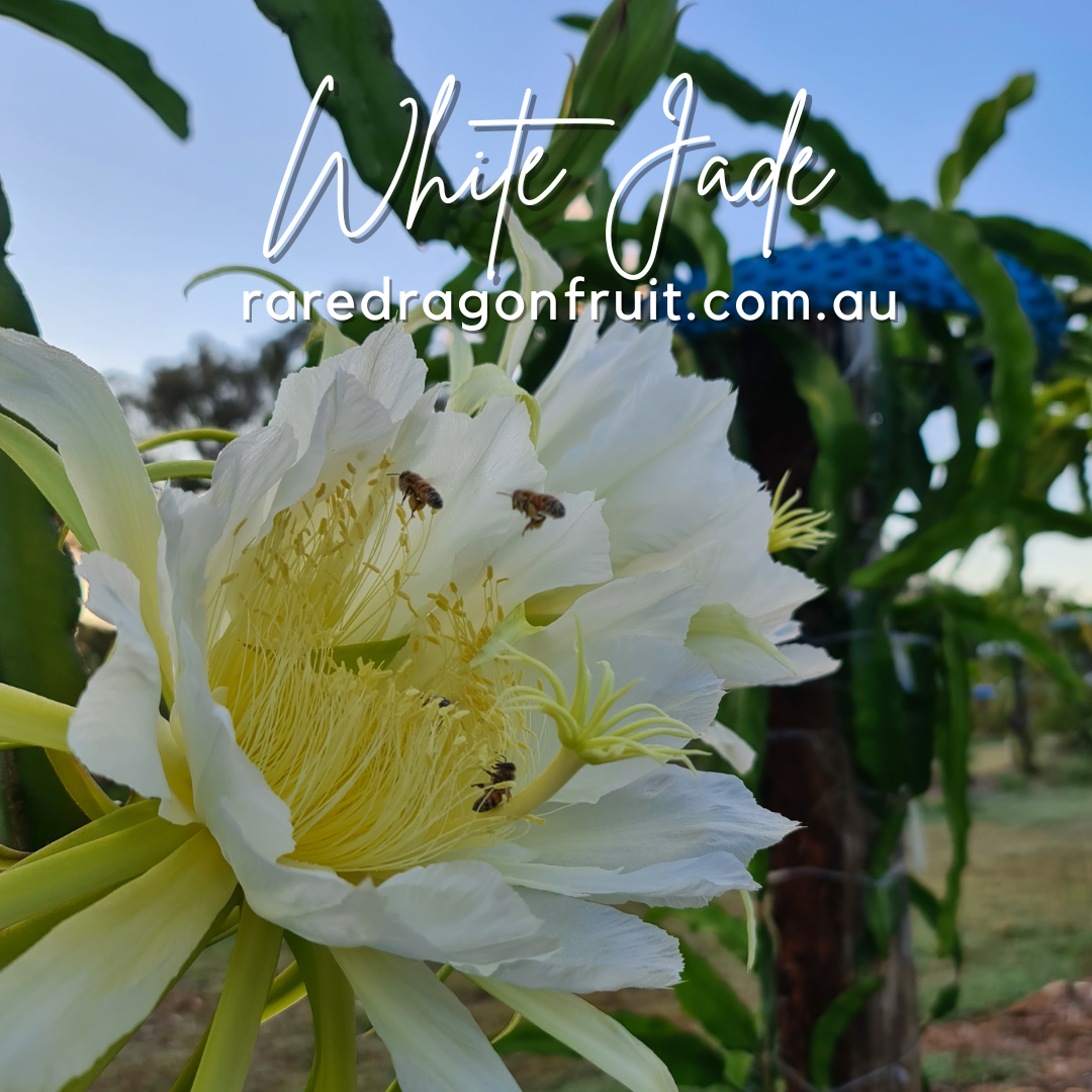 White Jade- Hylocereus undatus X Australian Dragon Fruit