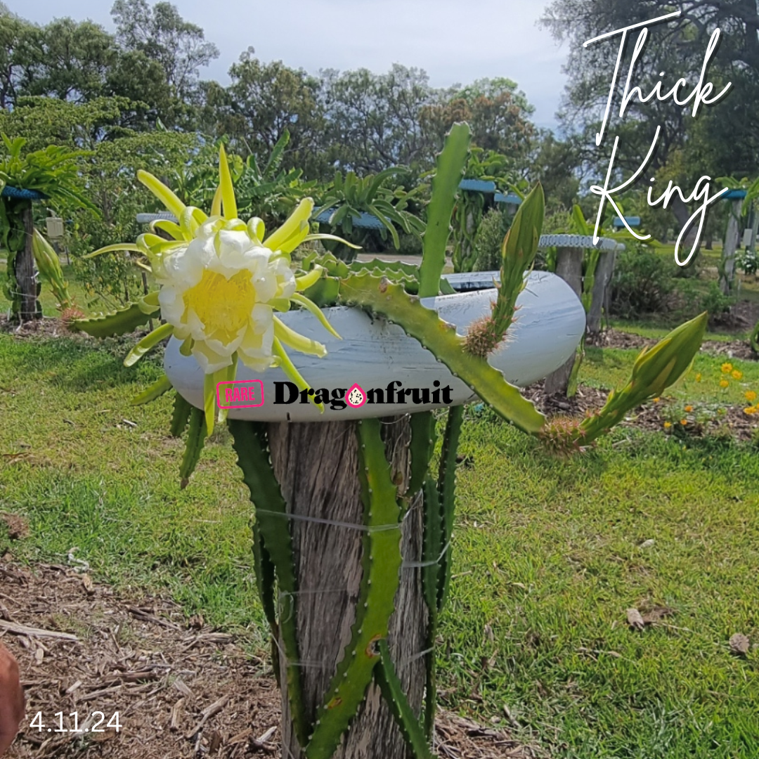 Thick King -  Cerrado Giant Dragon Fruit