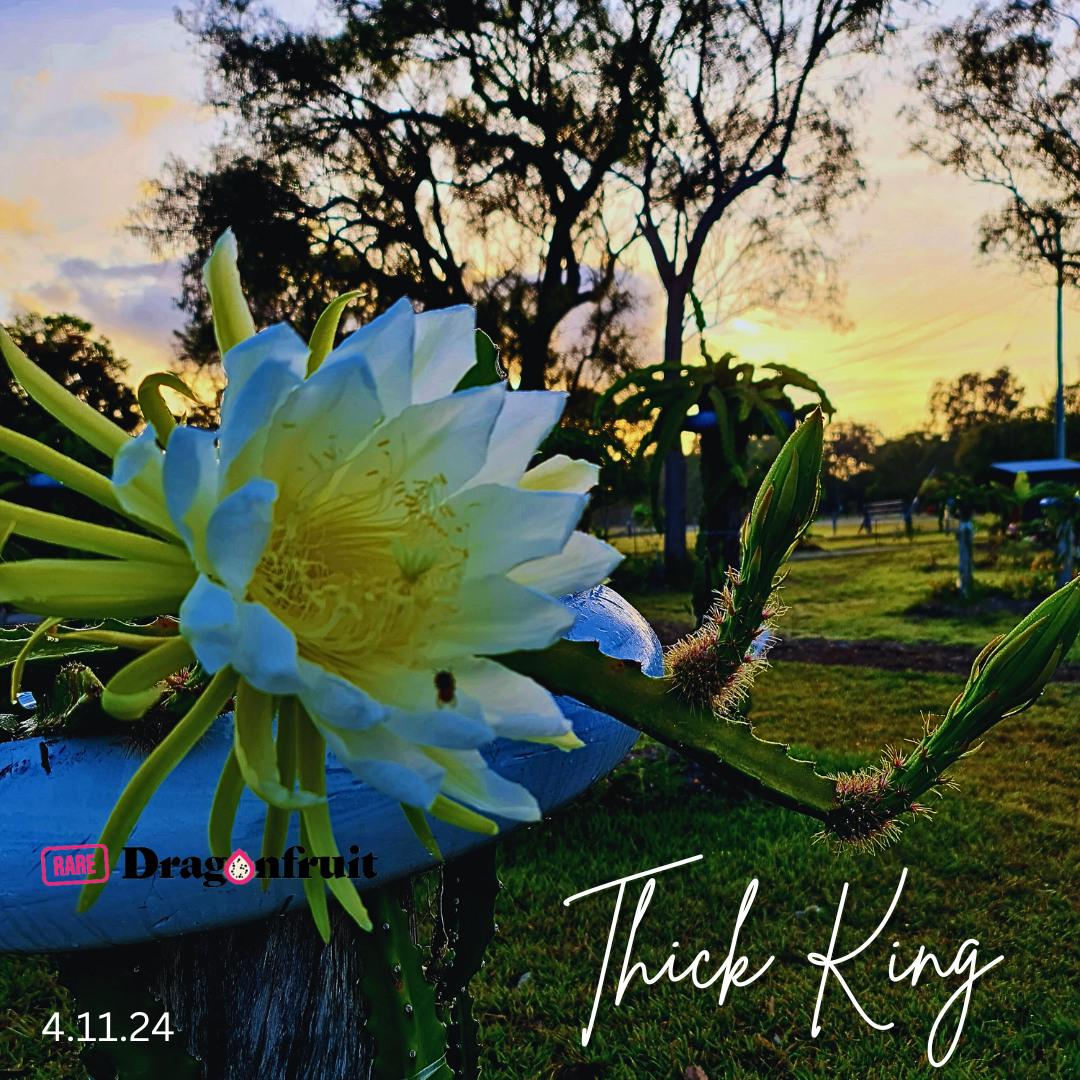 Thick King -  Cerrado Giant Dragon Fruit