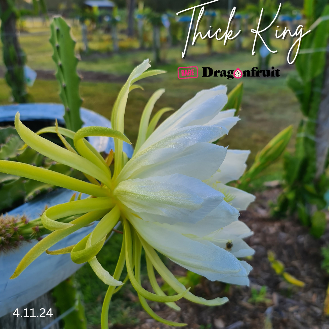 Thick King -  Cerrado Giant Dragon Fruit