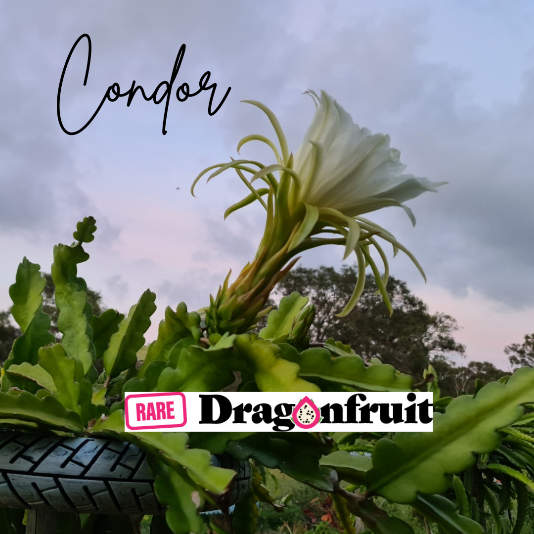 Condor- Hylocereus guatemalensis X Californian Dragon Fruit