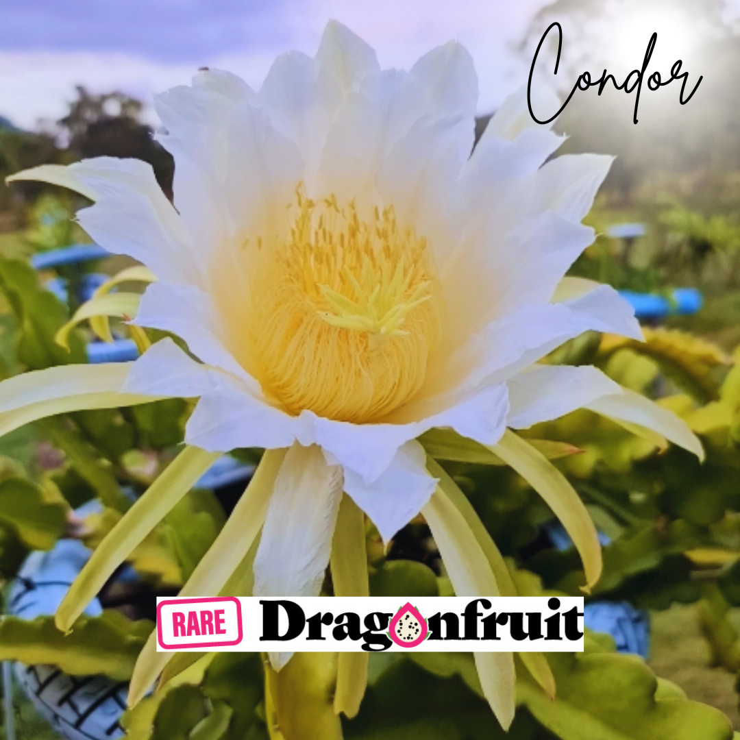 Condor- Hylocereus guatemalensis X Californian Dragon Fruit