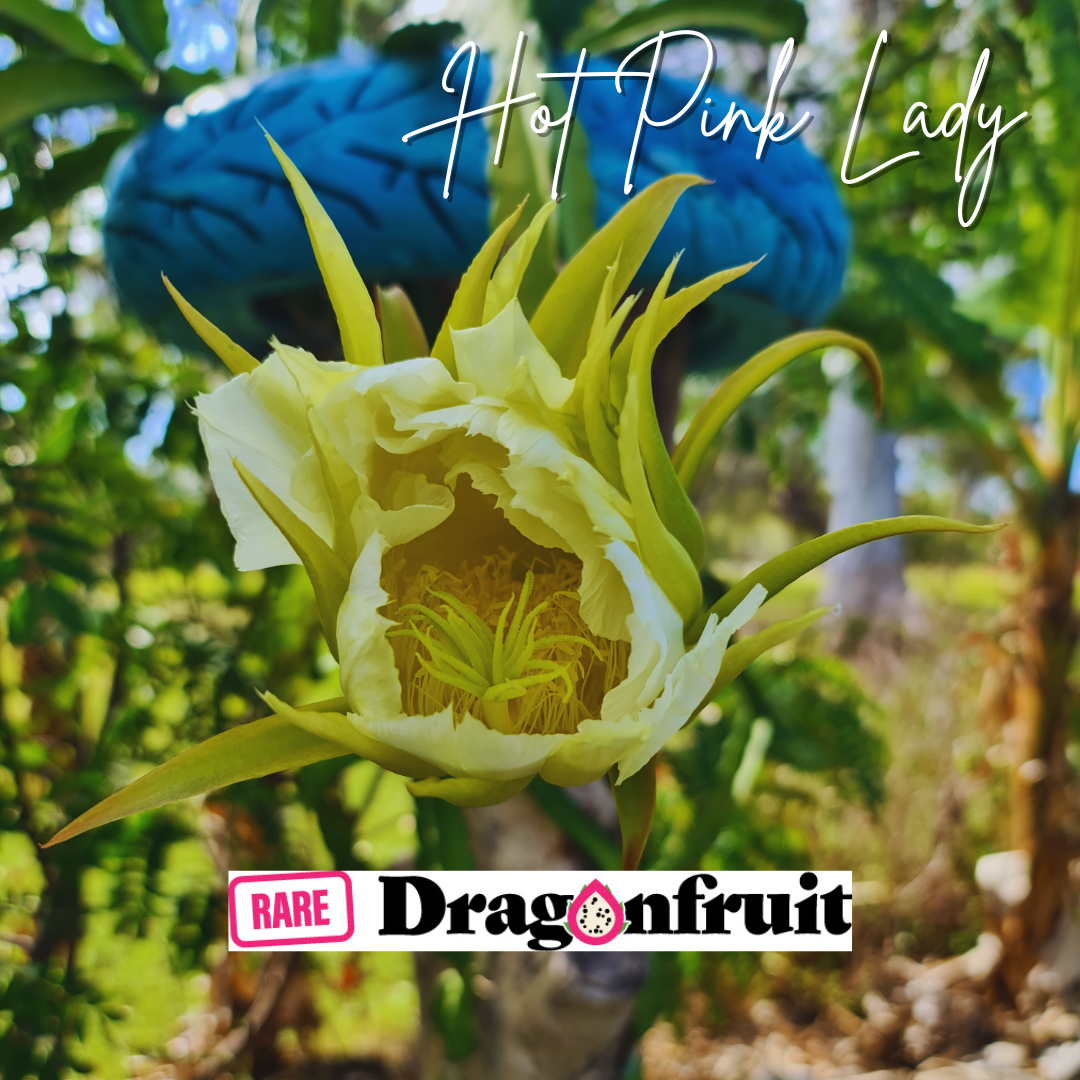 Hot Pink Lady Dragon Fruit