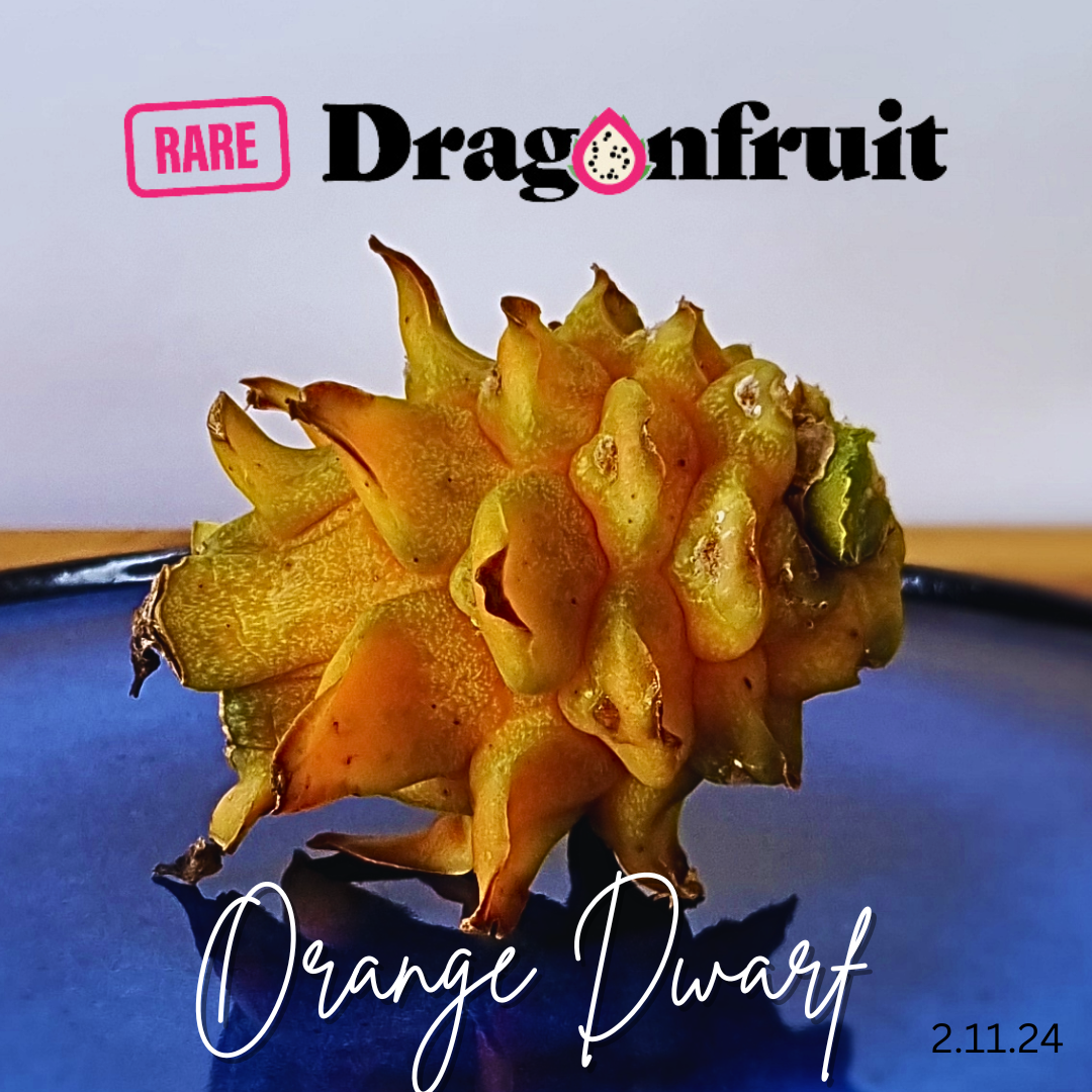 Orange Dwarf Dragon fruit- Hylocereus megalanthus x H. polyrhizus