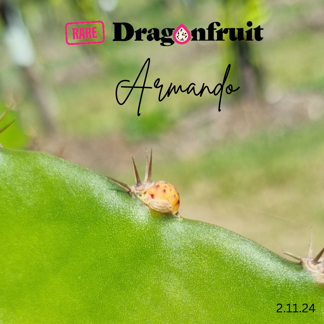 Armando Dragon Fruit Variety - Hylocereus costaricensis