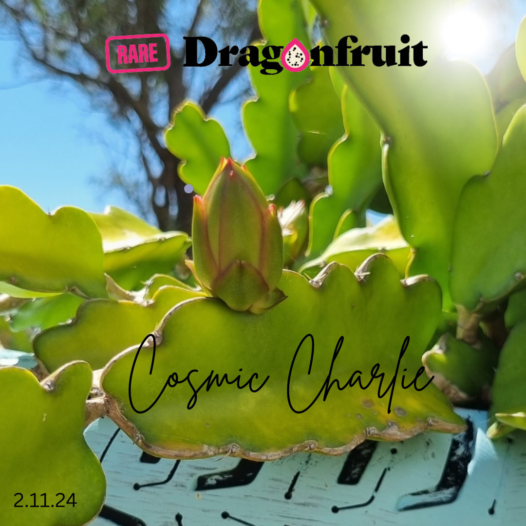 Cosmic Charlie H. guatemalensis X H. undatus California (2s)