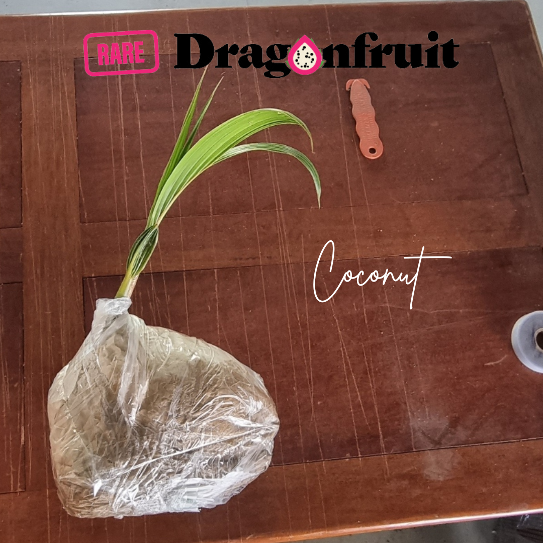 Coconut Palm Cocos nucifera