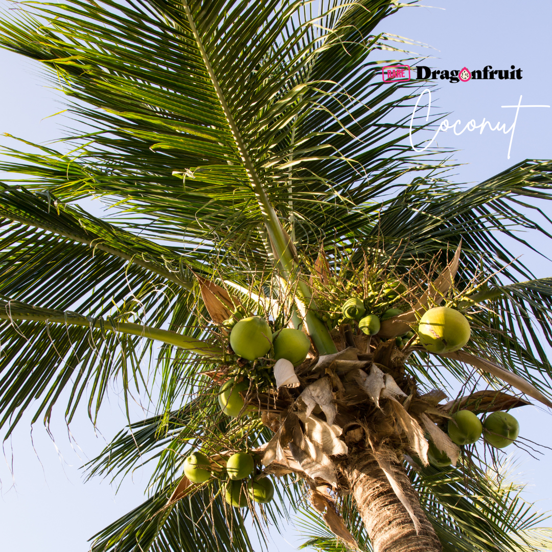 coconut palm fight Coconut Palm Cocos nucifera