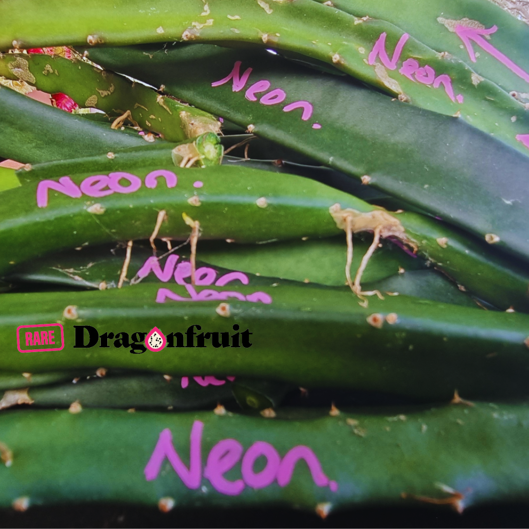 Neon (XXL bloom)- Hylocereus X Californian Dragon Fruit Plant