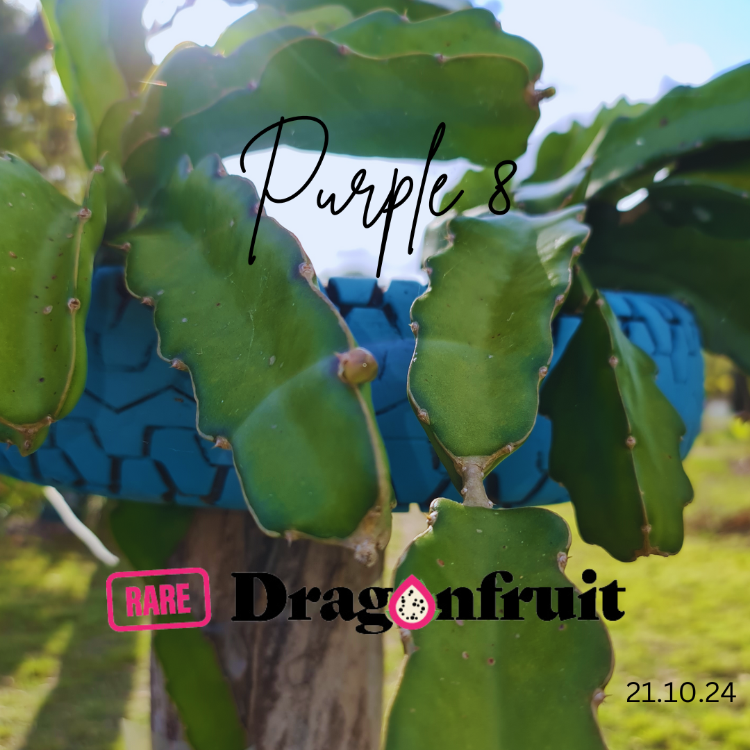 Purple 8 Dragon Fruit