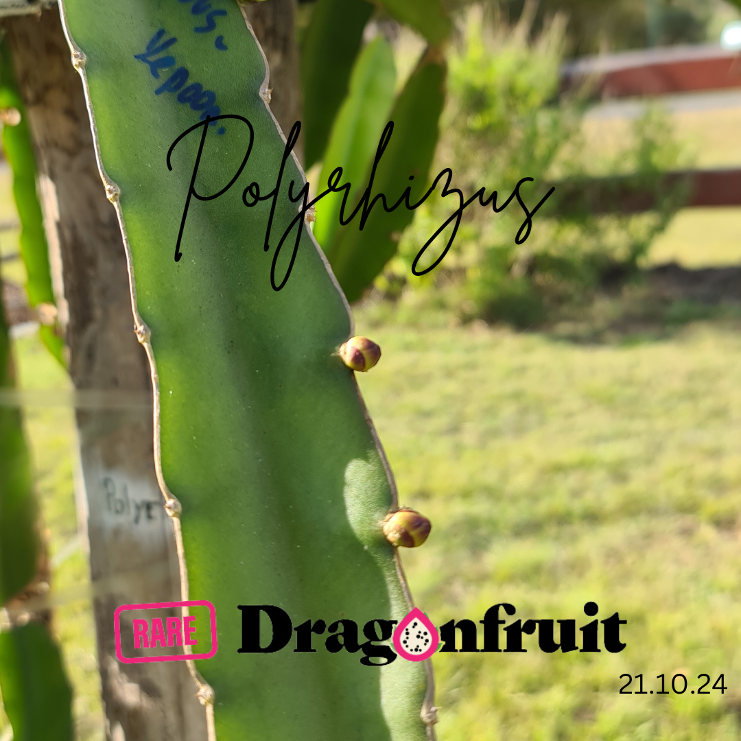 Polyrhizus Dragon Fruit Plant