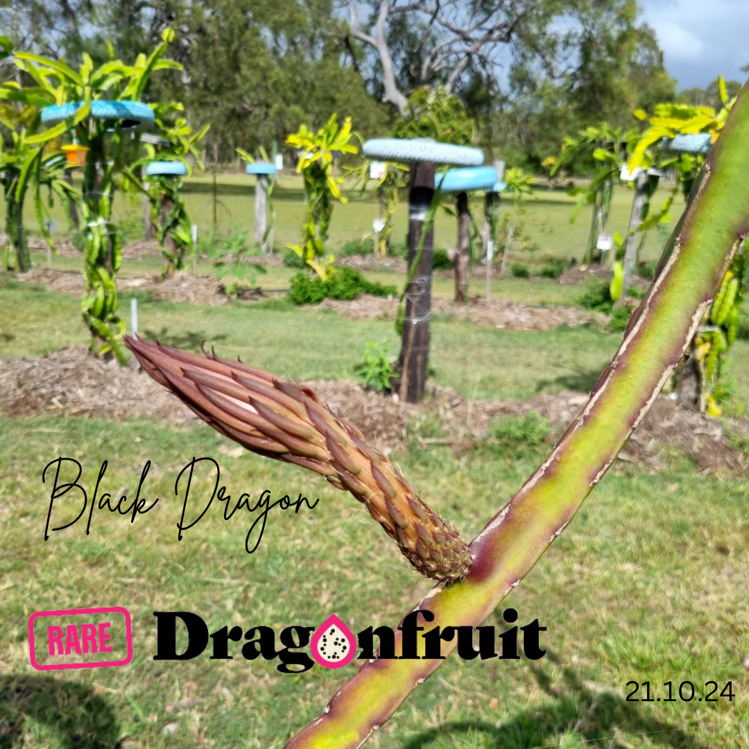 Black  Dragon- Ocamponis x Coniforus Dragon fruit