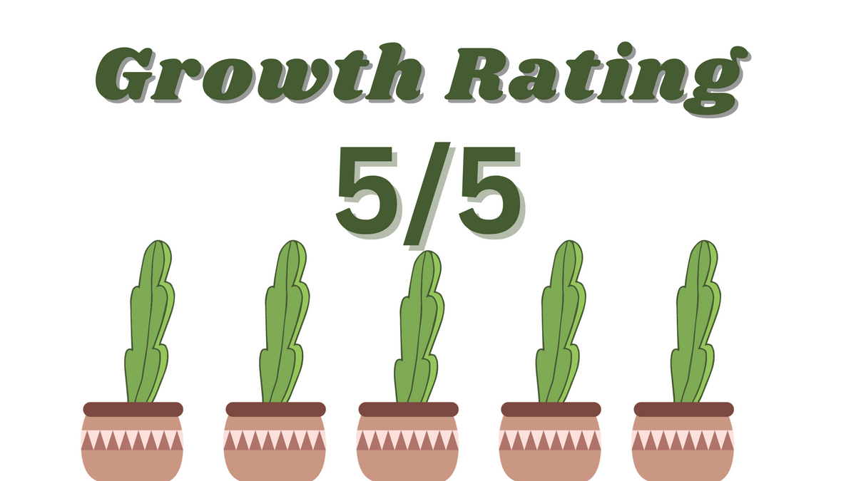 4x Red jade (purple bloom)- Hylocereus guatemalensis X