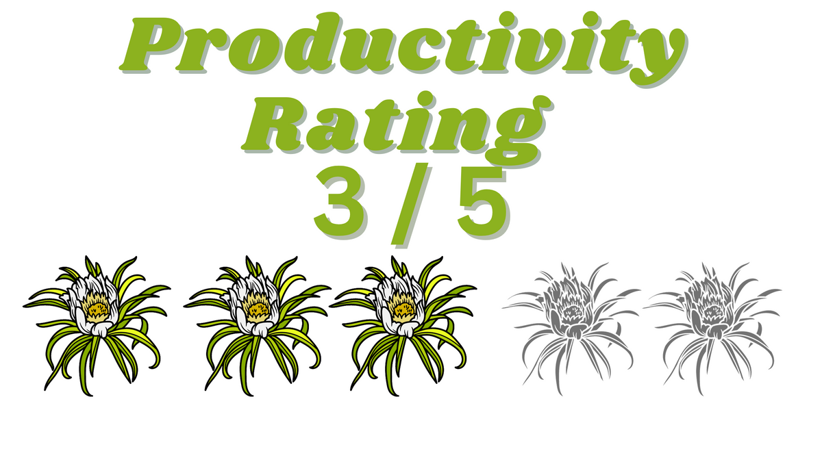 4x Red jade (purple bloom)- Hylocereus guatemalensis X