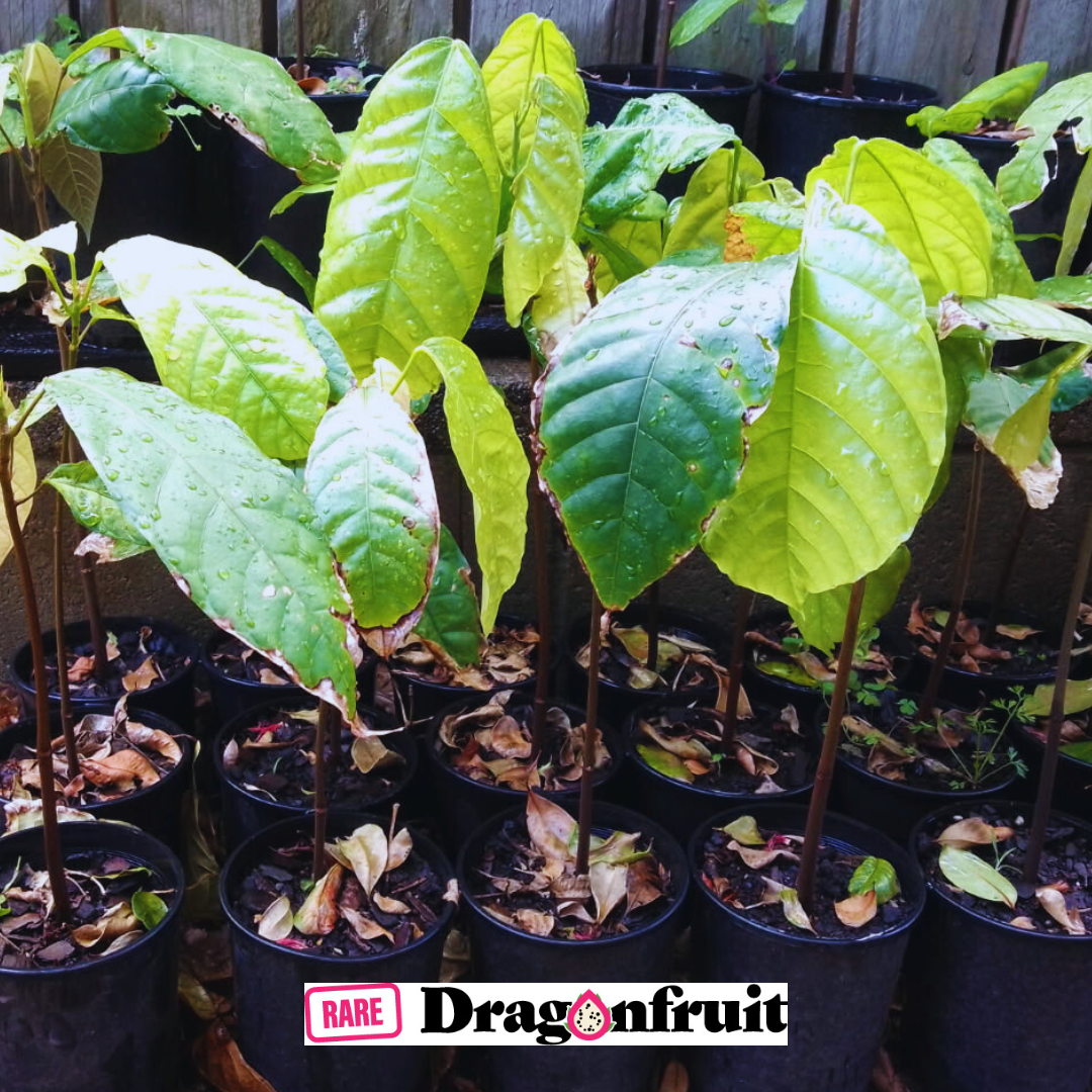 Cocoa Plant- Grow your own chocolate