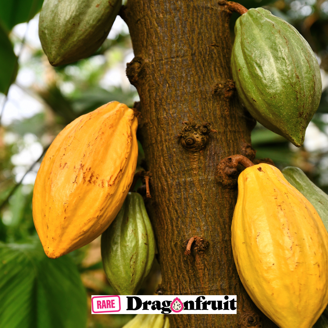 Cocoa Plant- Grow your own chocolate