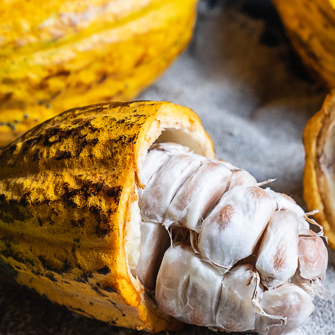 Cocoa Plant- Grow your own chocolate