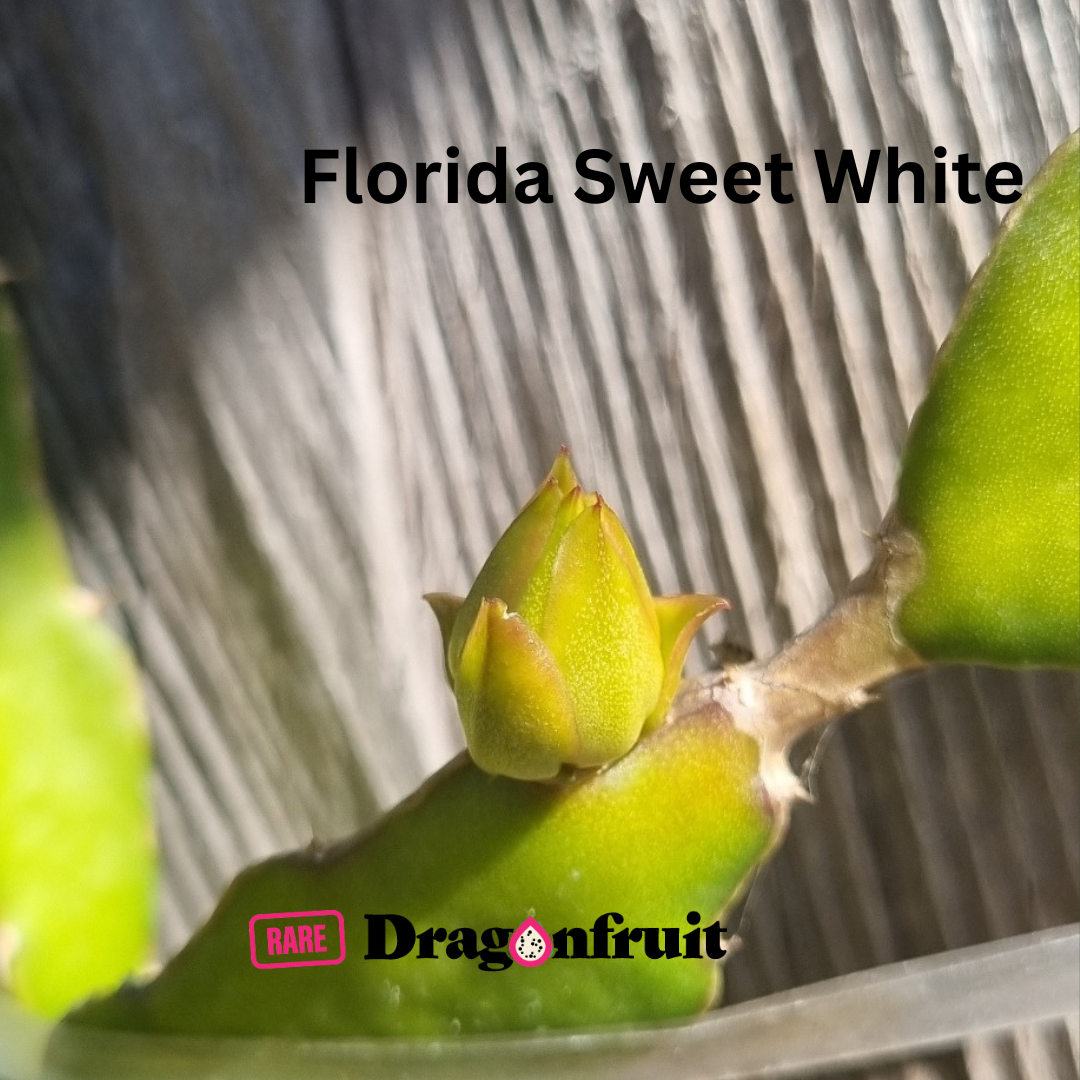 Florida Sweet White Dragon Fruit