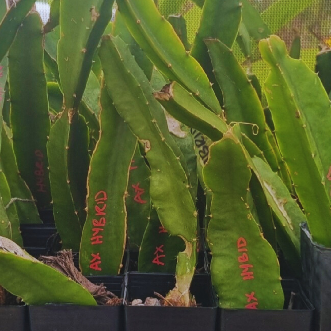 AX Dragon Fruit Plant (K)