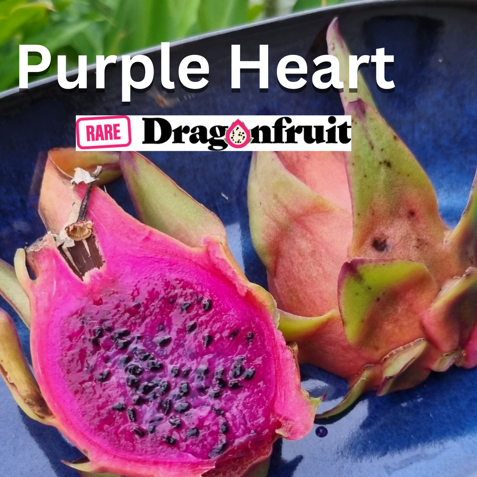 Purple Heart Dragon Fruit - Rare Dragon Fruit