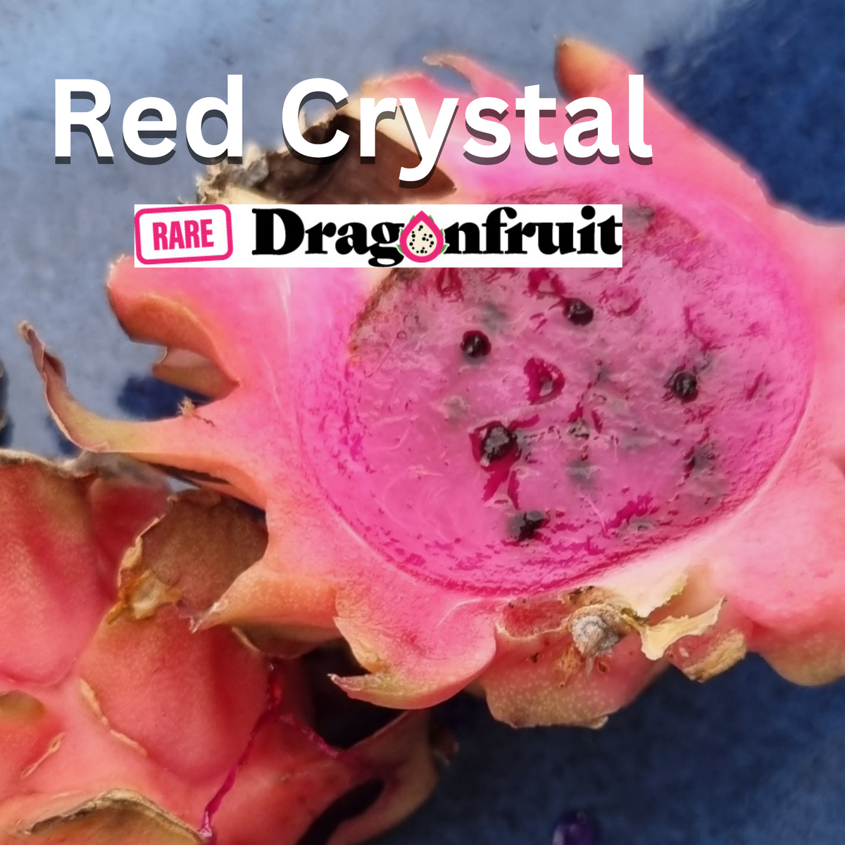 Red Crystal Dragon Fruit - Rare Dragon Fruit