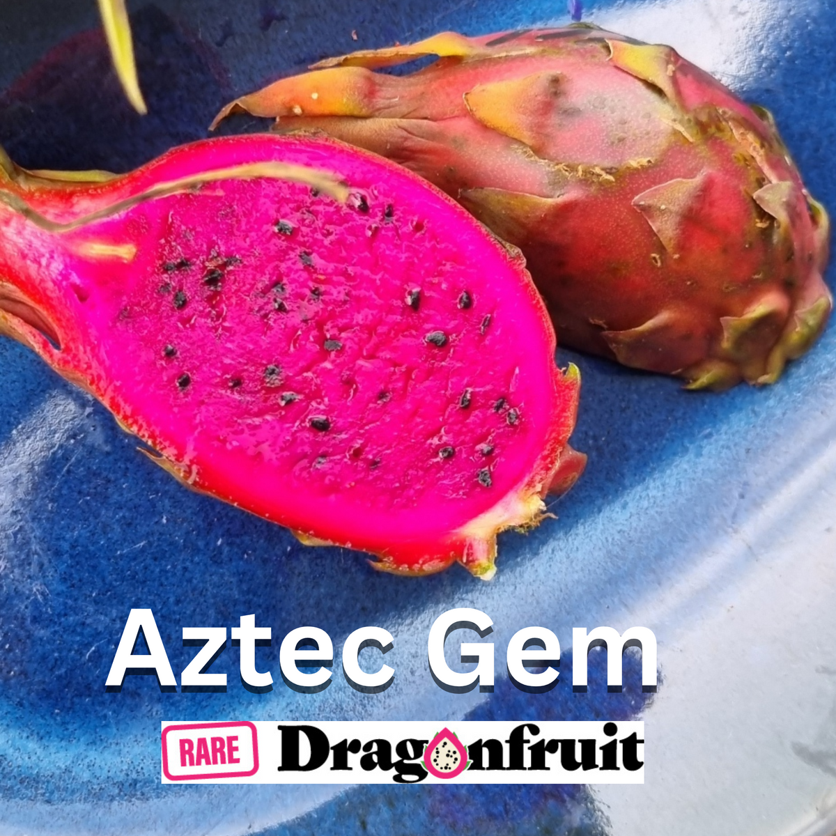 Aztec Gem - Hylocereus Polyrhizus X Australian Dragon Fruit Plant