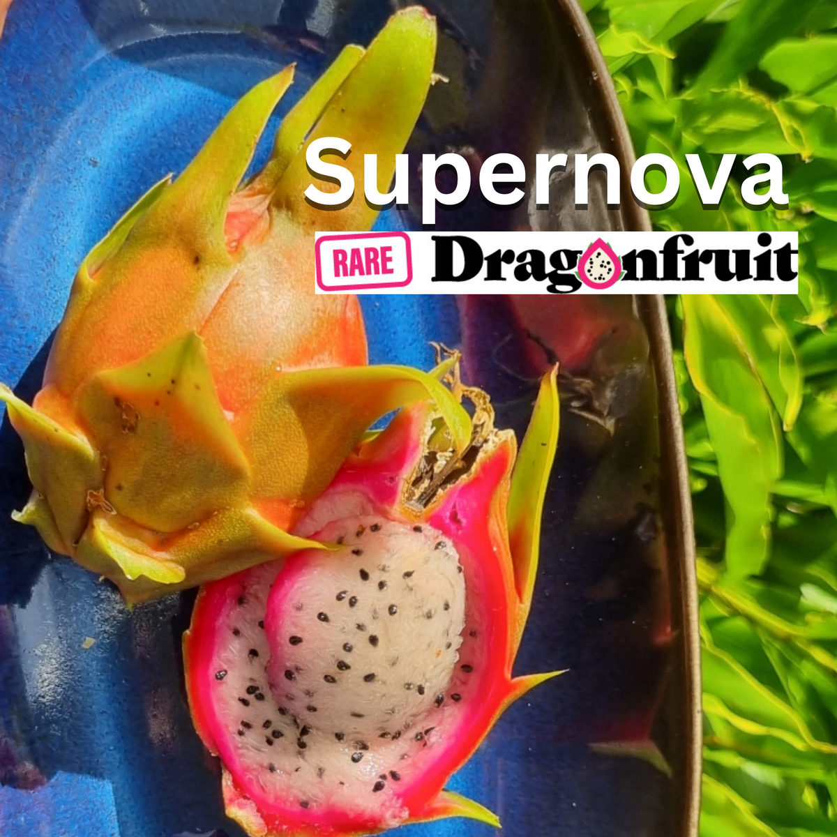 Supernova Dragon Fruit - Rare Dragon Fruit