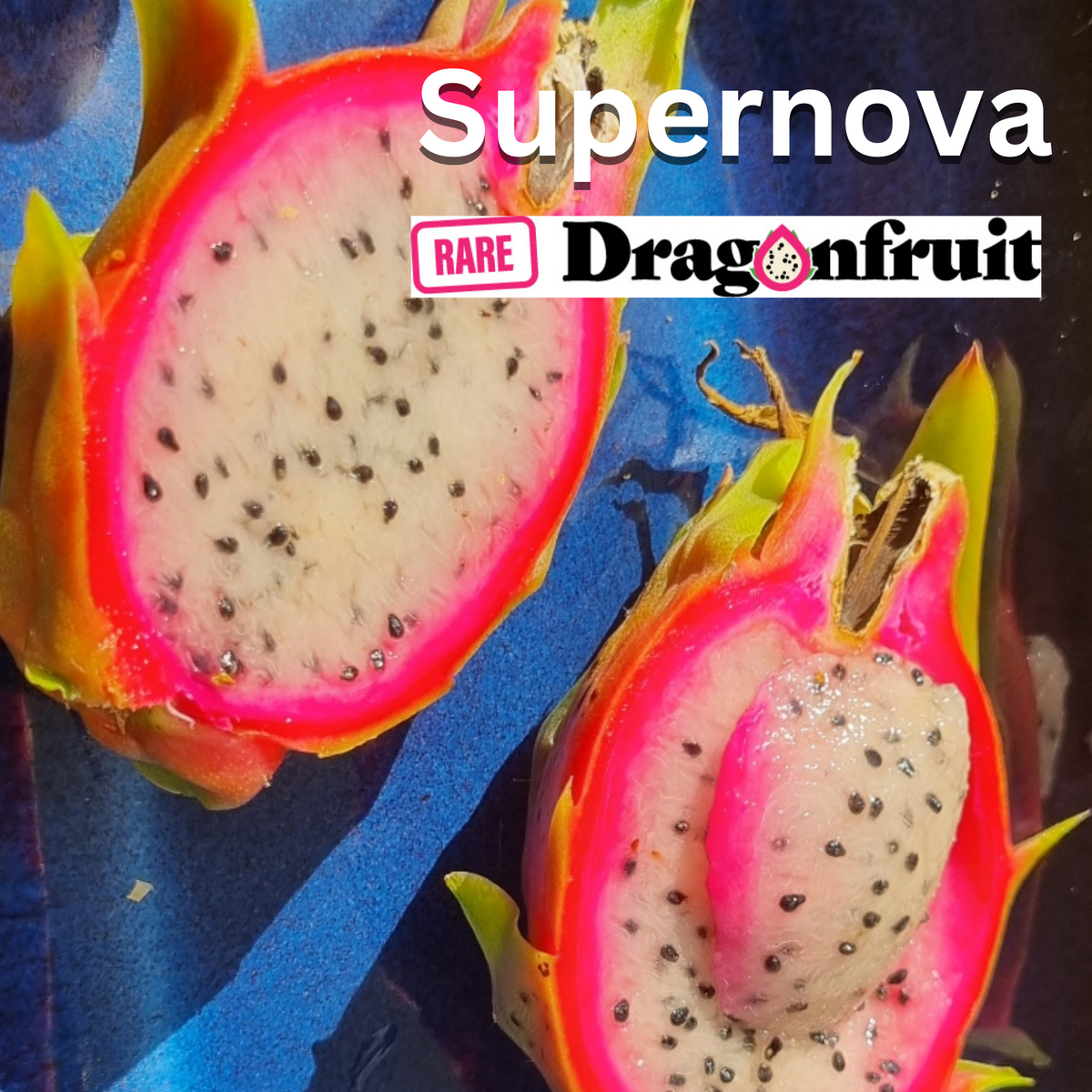 Supernova Dragon Fruit - Rare Dragon Fruit