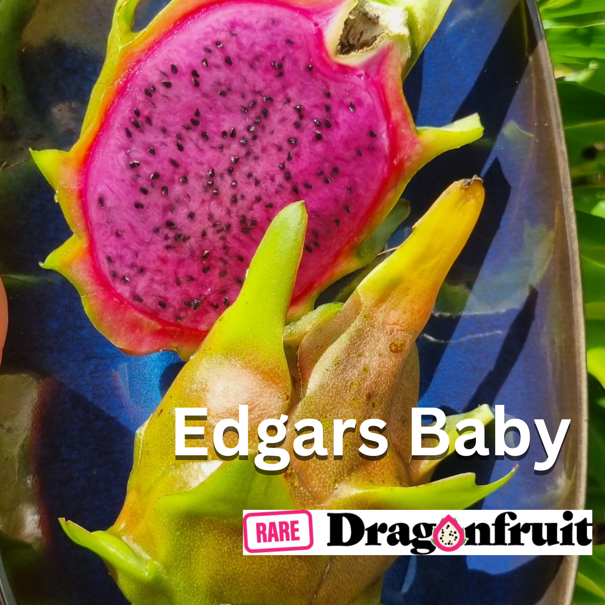 Edgar’s Baby- Hyclocereus Hybrid USA * Dragon Fruit - Rare Dragon Fruit